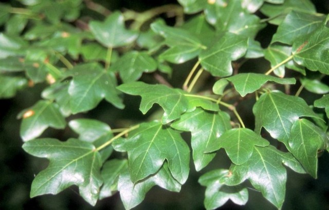 Laub des Burgen-Ahorns (*Acer monspessulanum*). Foto: Volker A. Bouffier