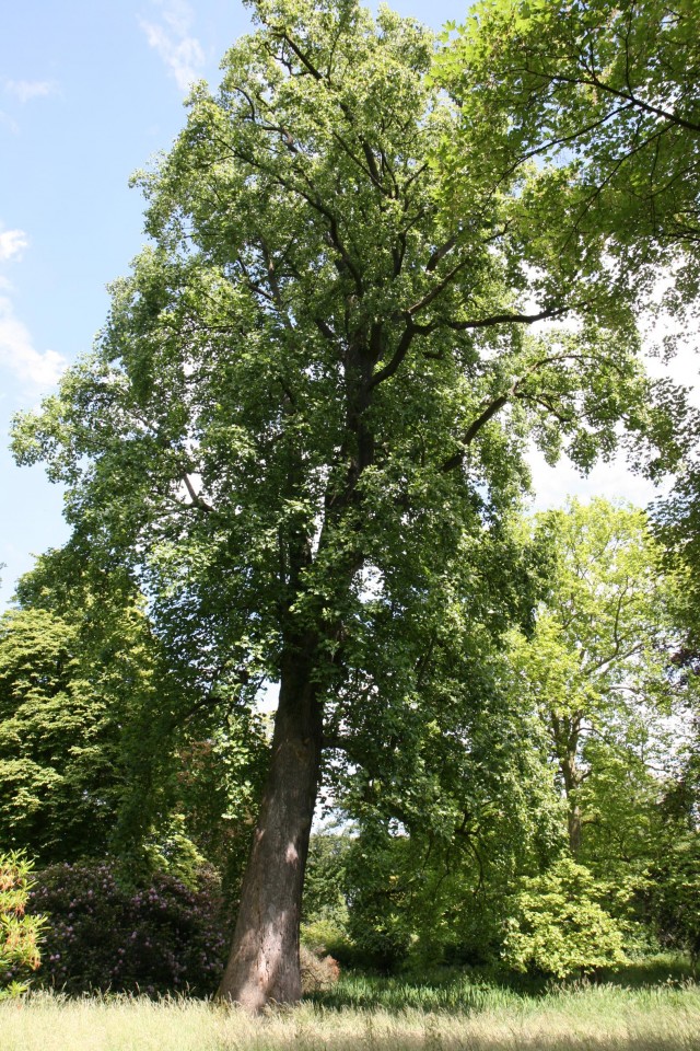 Tulpenbaum (Liriodendron tulipifera) im Schlosspark Heltorf bei Düsseldorf, bundesweiter Champion Tree/Rekordbaum 2023 (Foto: V. A. Bouffier, 31.05.2022)