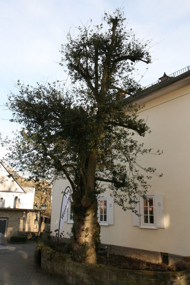 Ilex aquifolium, Stechpalme, vor dem historischen Gärtnerhaus in Braunfels, 2019 (Foto: V. A. Bouffier)