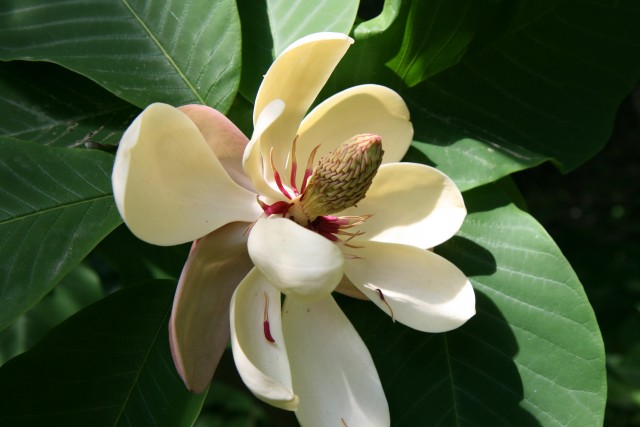 Magnolia obovata, Honoki-Magnolie ((c) Volker A. Bouffier)