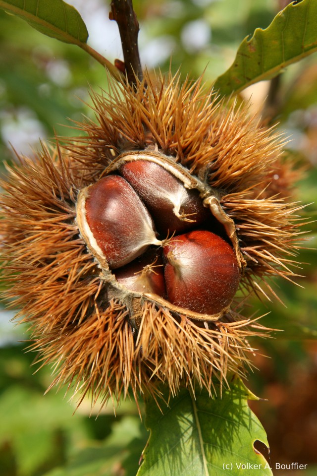 Edel-Kastanie. Aesculus sativa. Foto: Volker A. Bouffier
