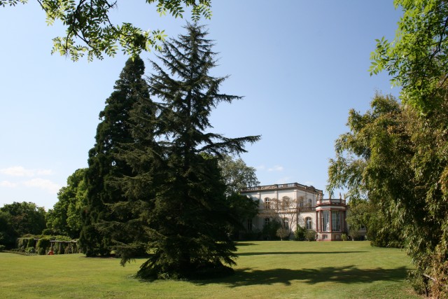 Mammutbaum und Libanon-Zeder vor der Villa Monreopos (heute ein Teil der Hochschule Geisenheim University). Foto: V. A. Bouffier