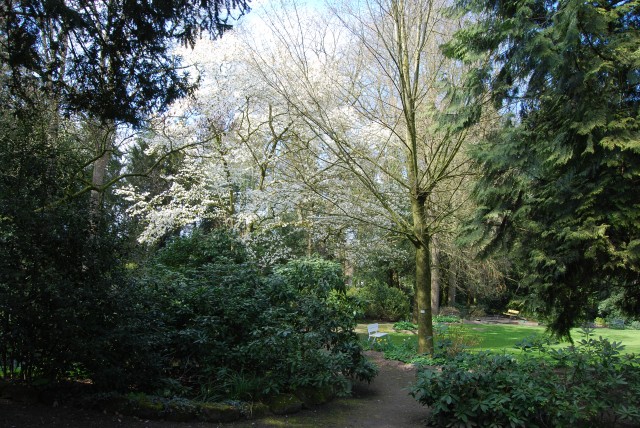 Etwa hundertjährige Yulan-Magnolie in Blüte, Pfarrgarten Emsbüren. (17.04.2021, B. Vogt)