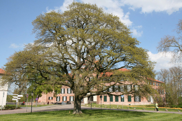 Quercus robur ‘Pectinata‘ mit 3,04 m StU vor dem Schloss in Eutin (Foto und Messung 2. Mai 2022, V. A. Bouffier)