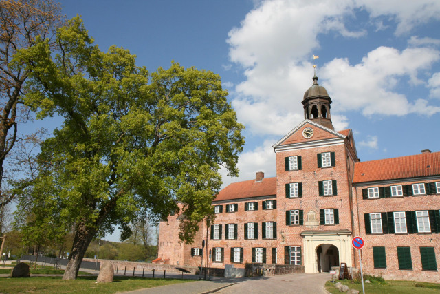 Acer monspessulanum mit 2,28 m StU vor dem Schloss in Eutin (Foto und Messung 2. Mai 2022, V. A. Bouffier)