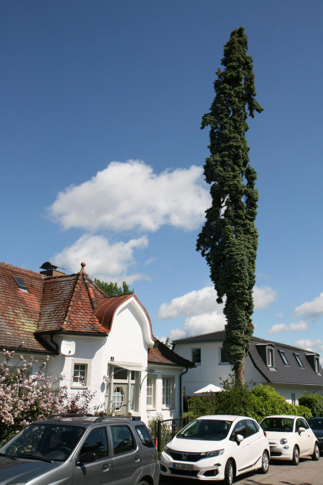 Bundesweiter Rekordbaum Picea pungens ‘Columnaris‘ mit 1,51 m StU, Alwindstraße 4, Bad Schachen (Foto und
Messung 19. Mai 2024, V. A. Bouffier)