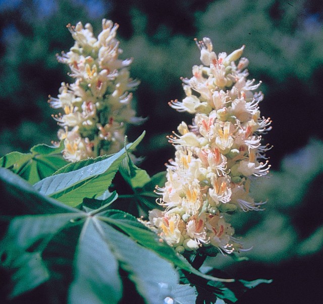 Blüte der Ohio-Rosskastanie (Wikipedia Commons, USDA)