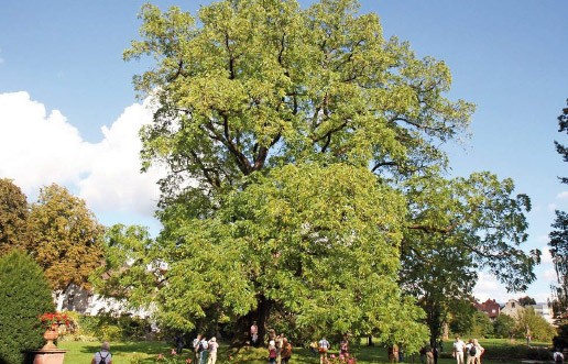 Die rund 170 Jahre alte Schwarznuss (*Juglans nigra, 6,70 m Stammumfang*) im Schlosspark Ebnet wurde als Champion Tree ausgezeichnet.