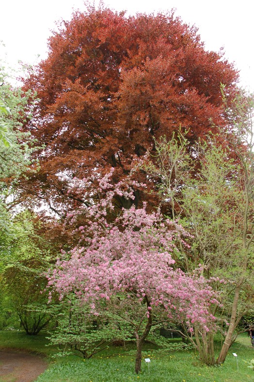 Fagus sylvatica 'Cuprea' am 27. April 2019. (Foto: Barbara Vogt)