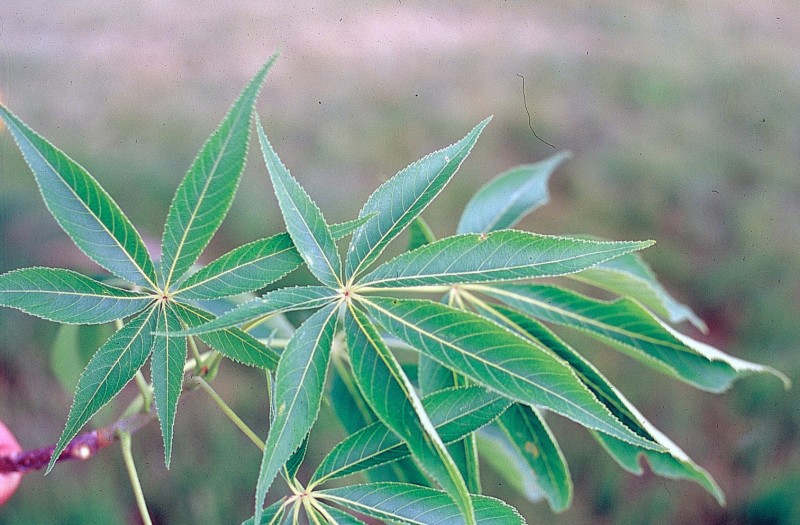 Blatt der Aesculus glabra - Ohio-Rosskastanie.