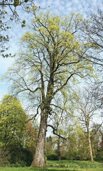 2023 Kür Champion Tree / Rekordbaum im Schlosspark Heltorf bei Düsseldorf