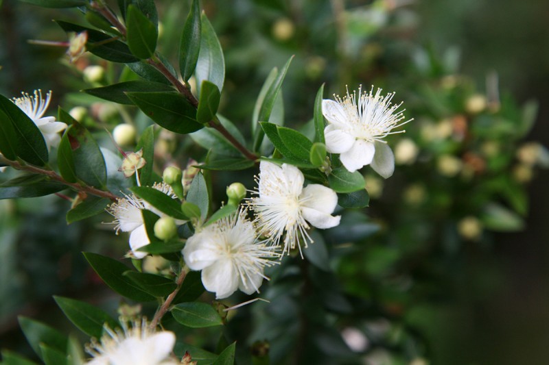 Blüte der Brautmyrte (*Myrtus communis*), Foto: Volker A. Bouffier
