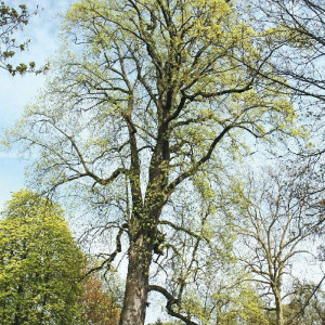 2023 K&uuml;r Champion Tree / Rekordbaum im Schlosspark Heltorf bei D&uuml;sseldorf